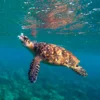 Roatan's Shore Snorkel