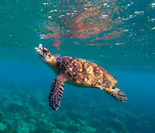 Roatan's Shore Snorkel