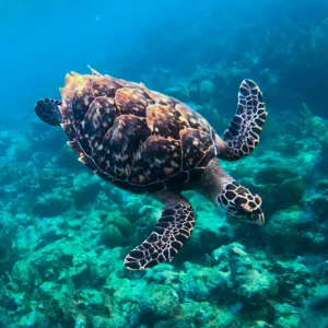Roatan's Shore Snorkel - West Bay or West End
