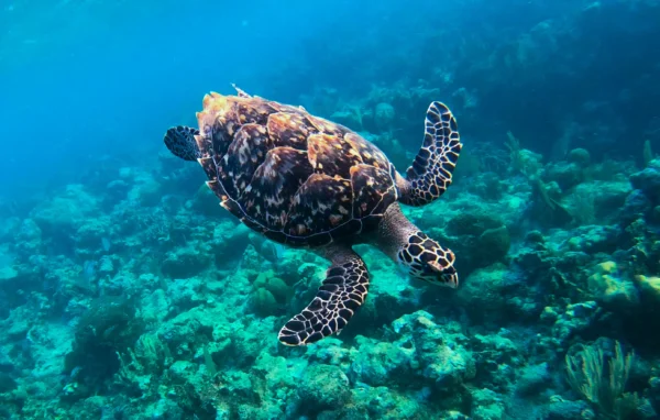 Roatan's Shore Snorkel - West Bay or West End