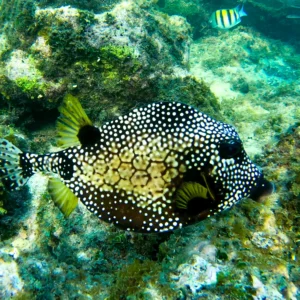 Roatan's Shore Snorkel