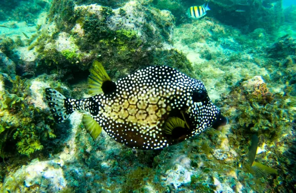 Roatan's Shore Snorkel