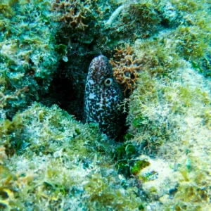 Roatan's Shore Snorkel - West Bay