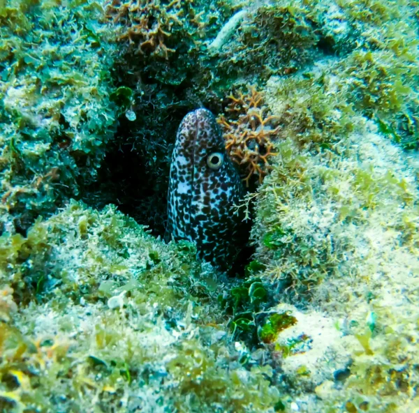 Roatan's Shore Snorkel - West Bay