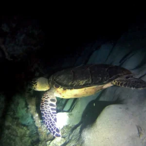 Night Snorkel Experience in Roatan - West Bay & West End