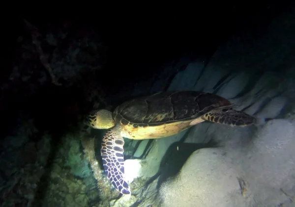 Night Snorkel Experience in Roatan - West Bay & West End