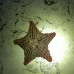 Night Snorkel Experience in Roatan - West Bay & West End