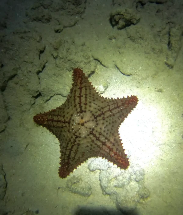 Night Snorkel Experience in Roatan - West Bay & West End