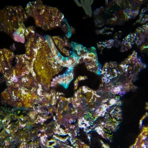 Night Snorkel Experience in Roatan - West Bay & West End