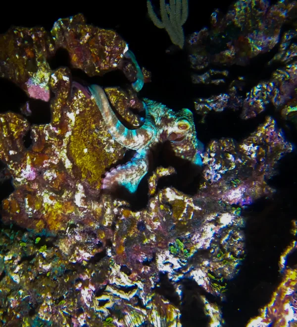 Night Snorkel Experience in Roatan - West Bay & West End