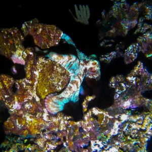 Night Snorkel Experience in Roatan - West Bay & West End