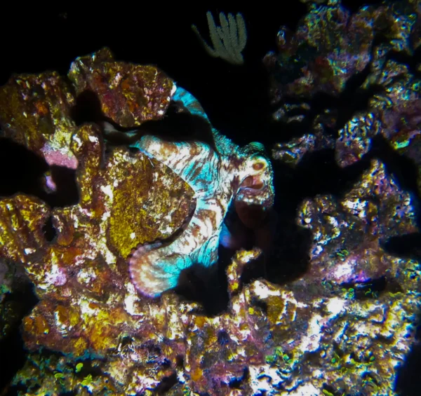Night Snorkel Experience in Roatan - West Bay & West End