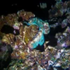 Night Snorkel Experience in Roatan - West Bay & West End
