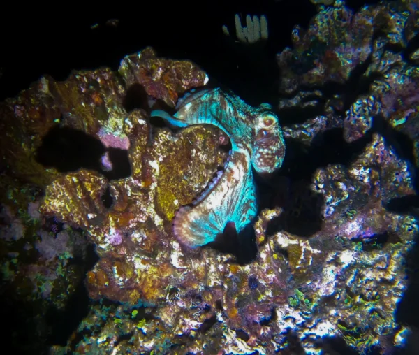 Night Snorkel Experience in Roatan - West Bay & West End