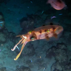 Night Snorkel Experience in Roatan - West Bay & West End