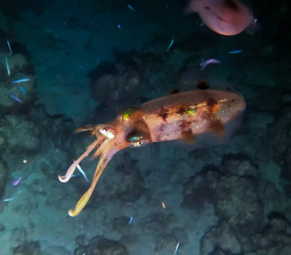 Night Snorkel Experience in Roatan - West Bay & West End