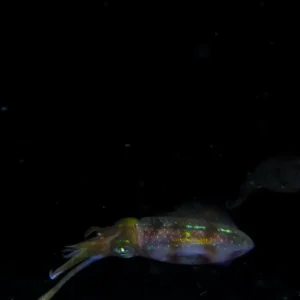 Night Snorkel Experience in Roatan - West Bay & West End