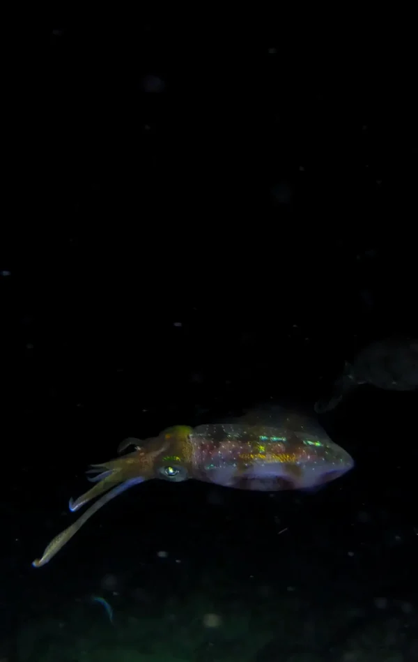 Night Snorkel Experience in Roatan - West Bay & West End