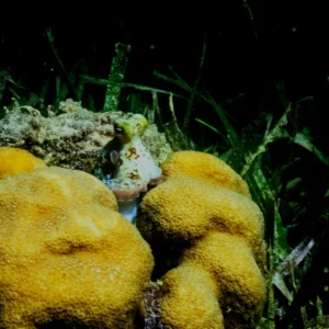 Night Snorkel Experience in Roatan - West Bay & West End