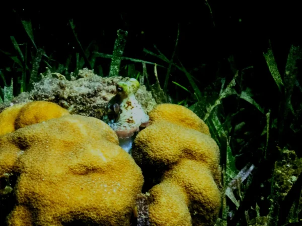 Night Snorkel Experience in Roatan - West Bay & West End