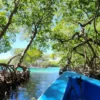 Mangrove exploration in Roatan East End Tour