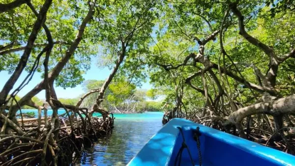 Mangrove exploration in Roatan East End Tour