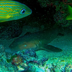 Roatan's Shore Snorkel - West End