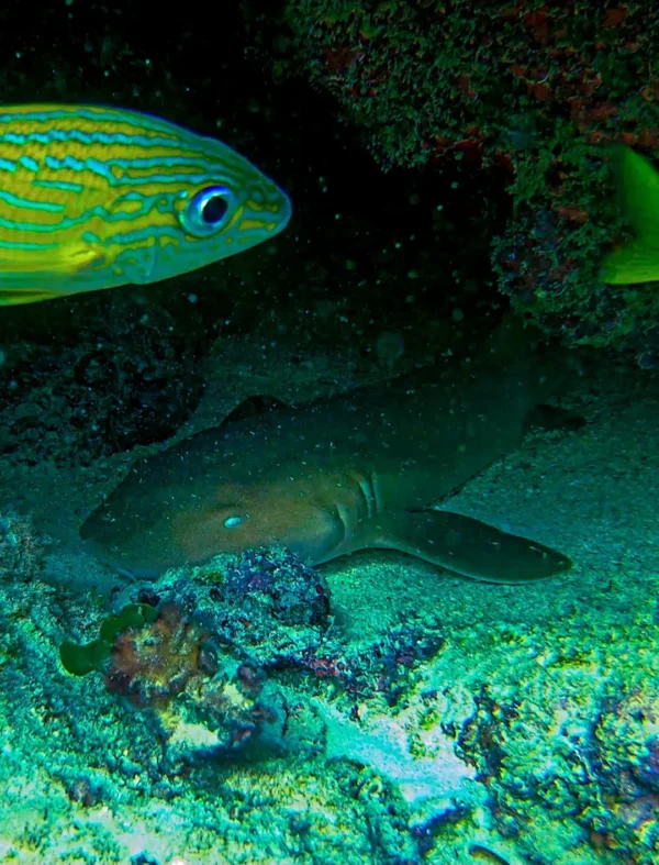 Roatan's Shore Snorkel - West End