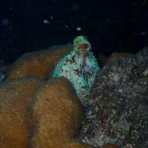 Night Snorkel Experience in Roatan - West Bay & West End