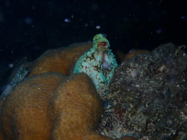 Night Snorkel Experience in Roatan - West Bay & West End
