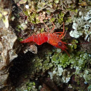 Night Snorkel Experience in Roatan - West Bay & West End