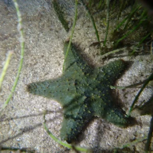 Night Snorkel Experience in Roatan - West Bay & West End