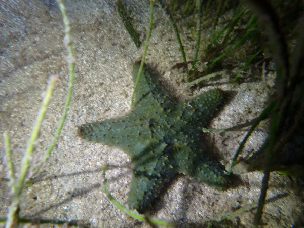 Night Snorkel Experience in Roatan - West Bay & West End