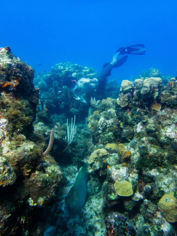 Boat Snorkeling in Roatan - Multiple Exciting Locations - Image 14