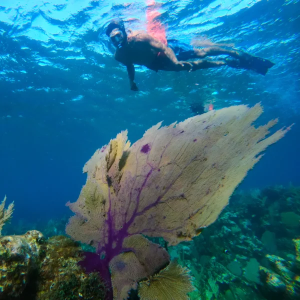 Kayak and Snorkeling at Blue Channel: Aquatic Adventure in Roatan - Image 3