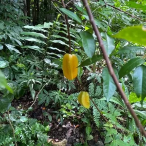 Carambola Gardens Hike: Nature and Exploration in Roatan