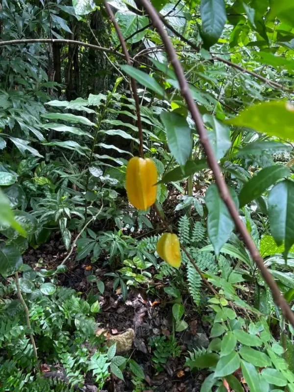 Carambola Gardens Hike: Nature and Exploration in Roatan