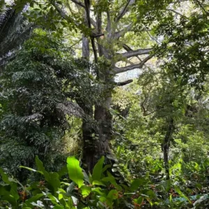 Carambola Gardens Hike: Nature and Exploration in Roatan