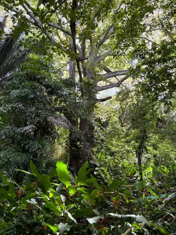 Carambola Gardens Hike: Nature and Exploration in Roatan