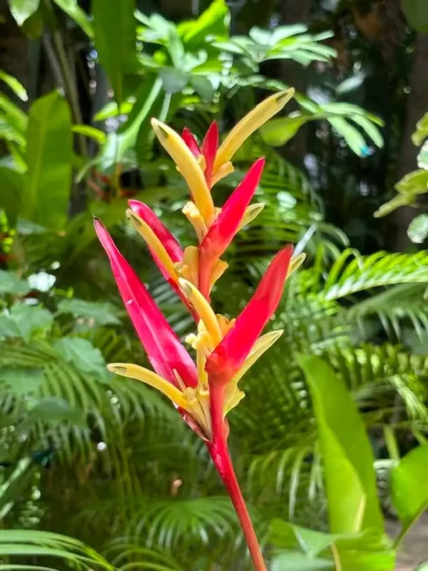 Carambola Gardens Hike: Nature and Exploration in Roatan